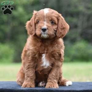 Jackson, Cavapoo Puppy